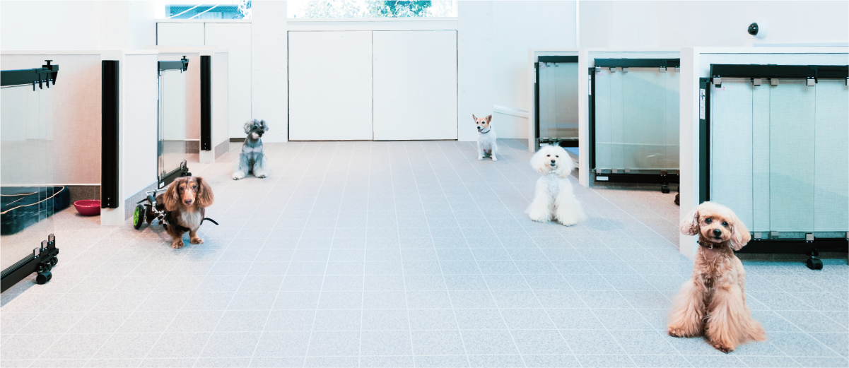老犬ホーム