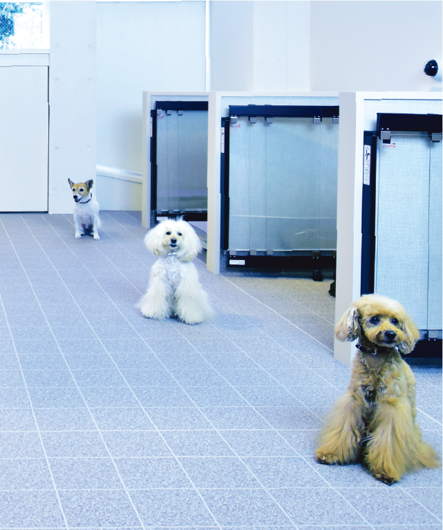 老犬ホーム