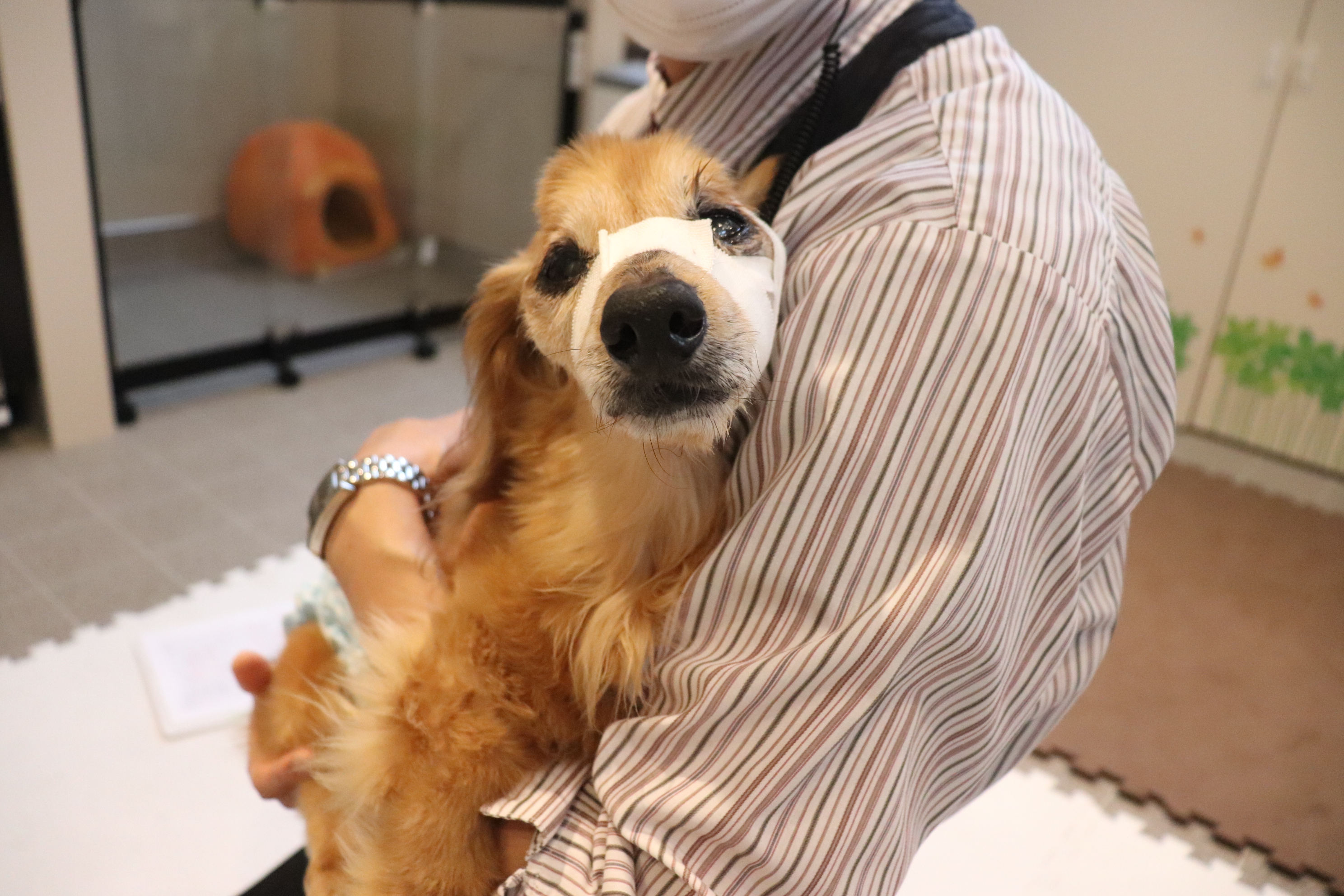 お預かりわんちゃんのご紹 タフィーくん | THE ケネルズ東京 老犬