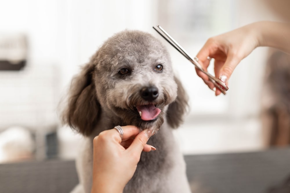 ペット 悩み トップ 老犬