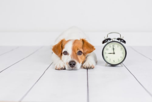犬の留守番は何時間が限界？