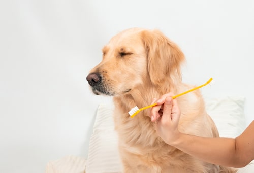 愛犬が歯磨きを嫌がるときは？