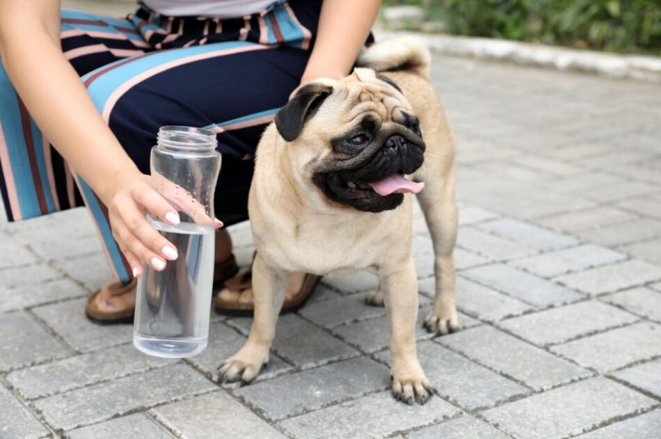 犬の熱中症はなぜ起こる？