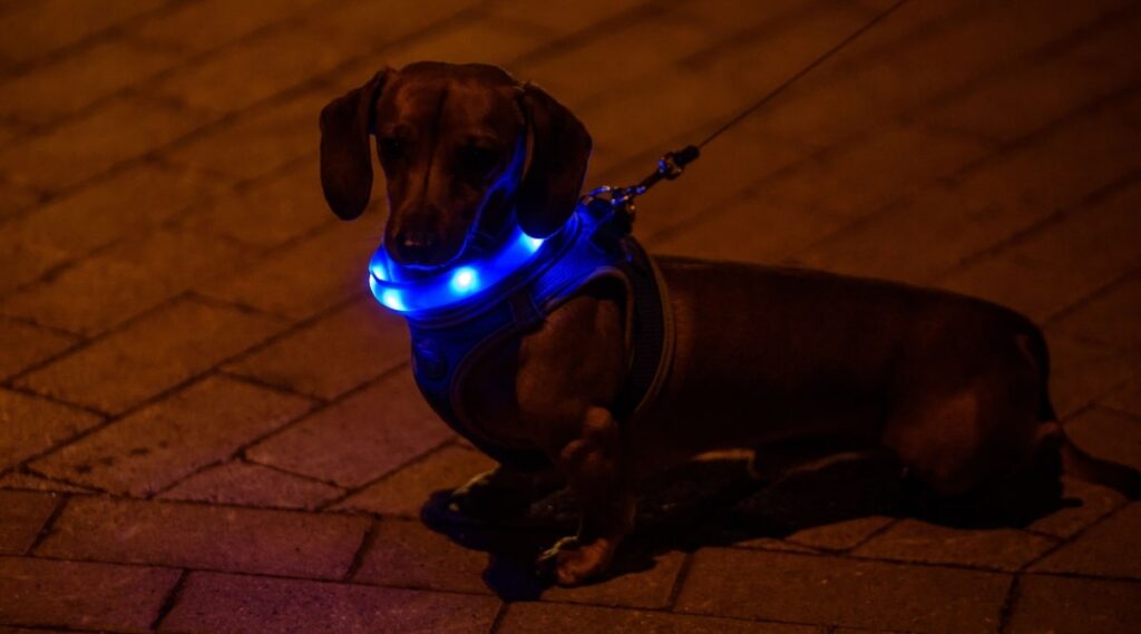 夜遅くに犬の散歩をする際の注意点