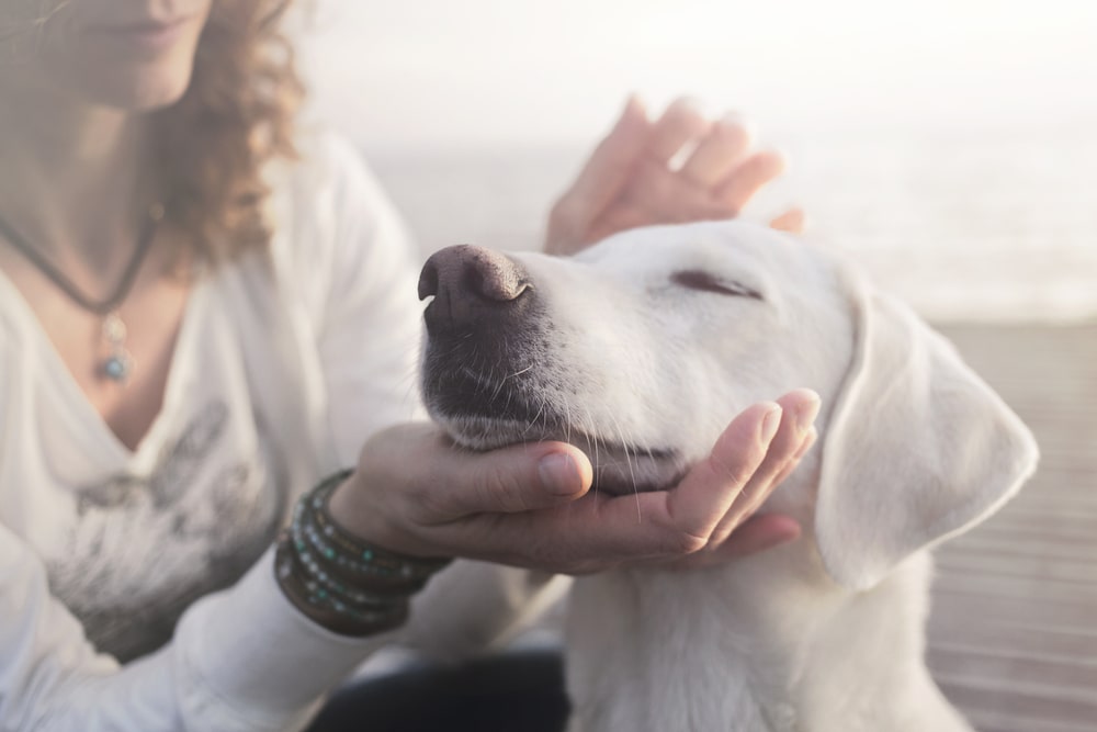 愛犬に安心感を与えるコミュニケーション