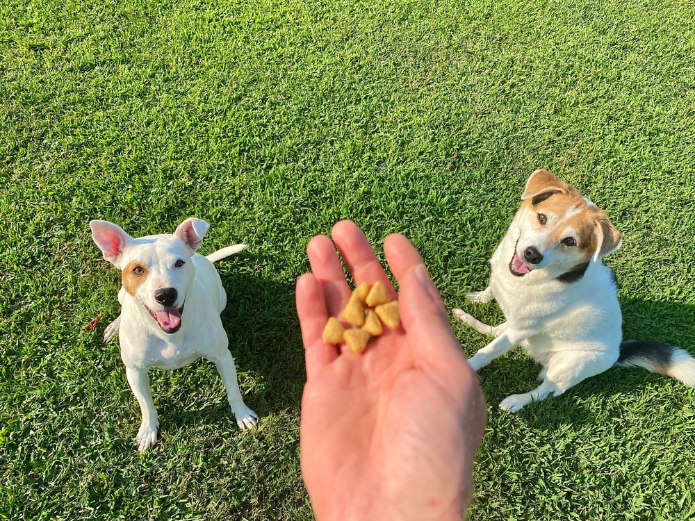 kennels-tokyo-dogs-yawn-05