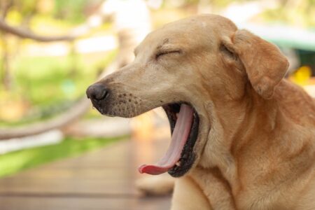 犬のあくびはストレスのサイン？原因と対策を徹底解説