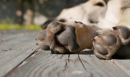犬の肉球を守ろう！夏のアスファルトが熱い時の散歩対策ガイド