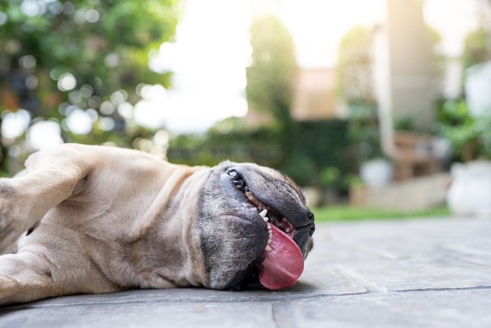 残暑でも犬が夏バテしやすい理由